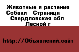 Животные и растения Собаки - Страница 14 . Свердловская обл.,Лесной г.